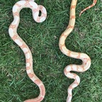 Angiemaima’s Exotics avatar