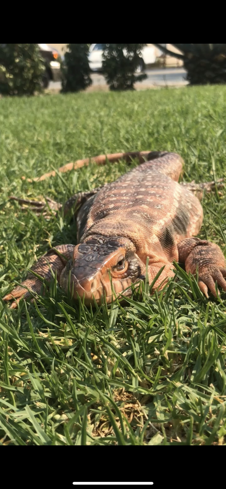 Angiemaima’s Exotics cover image