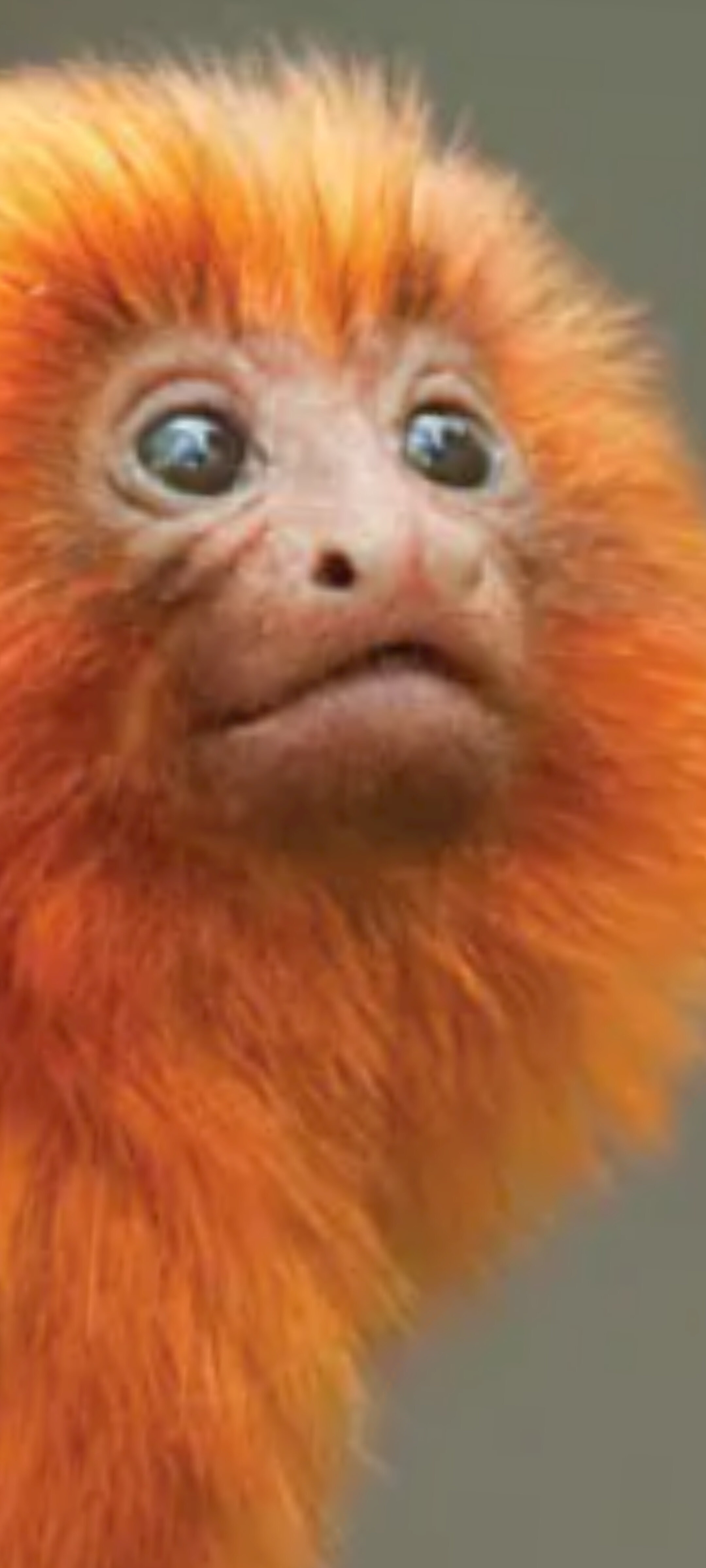 PapaSquat avatar