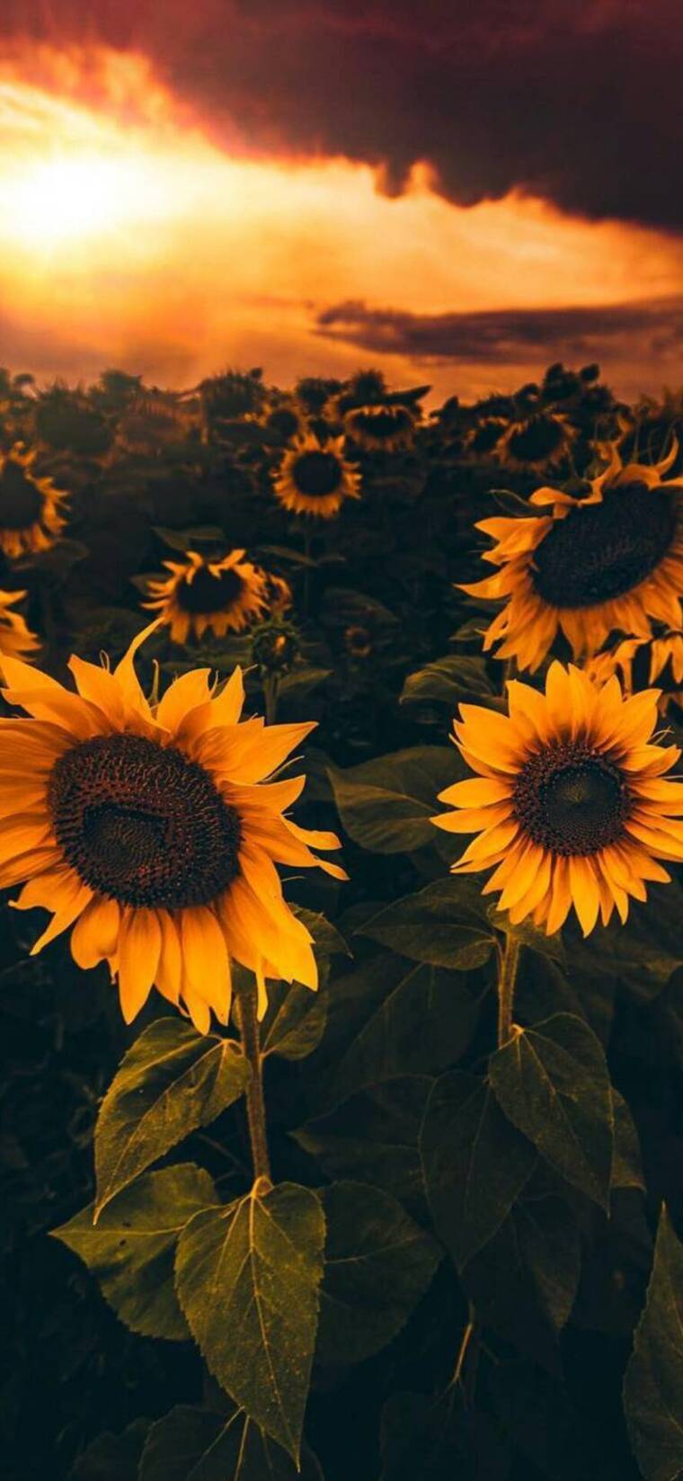 Sunflower Slüt cover image