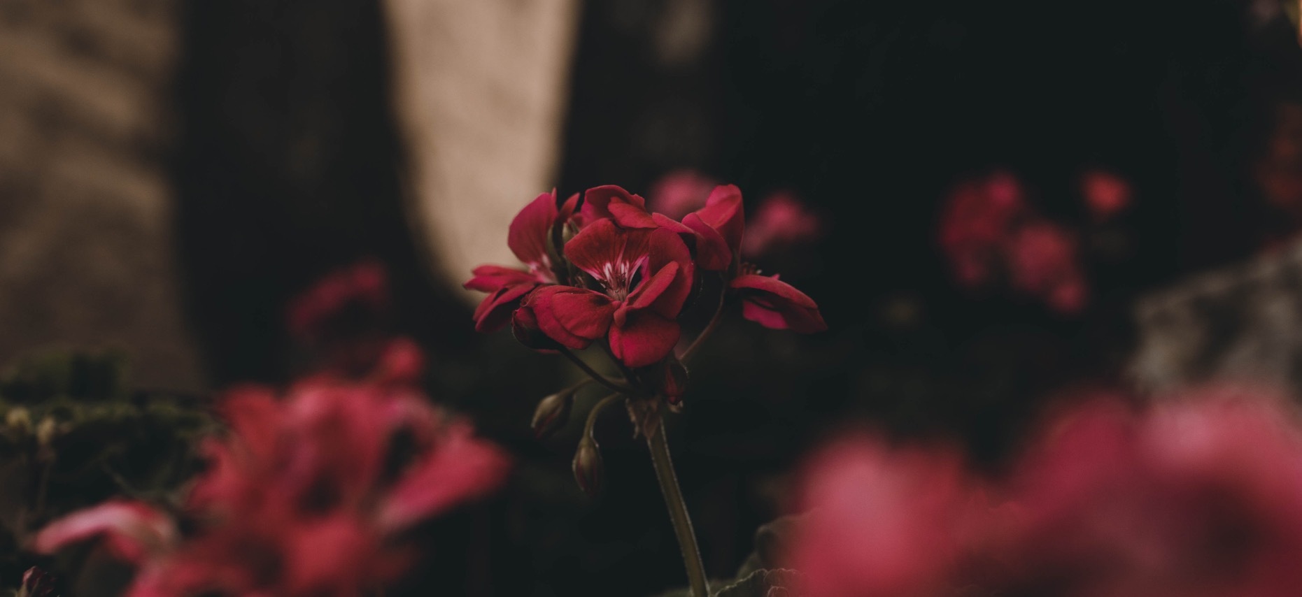 Autumn ๐ฅ๐ฎโจ banner image