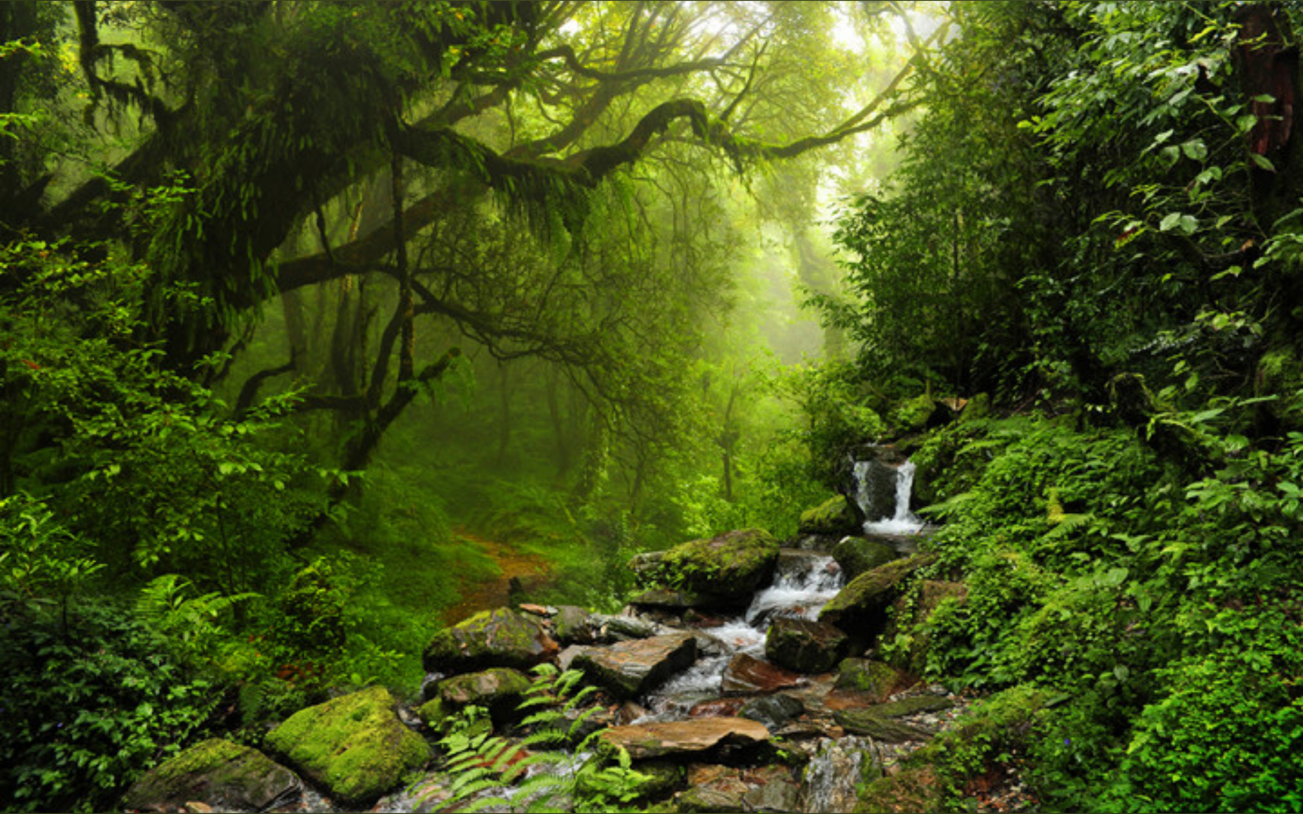 Dachande banner image
