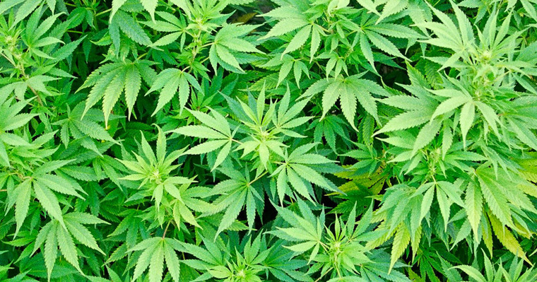Daddy420 cover image