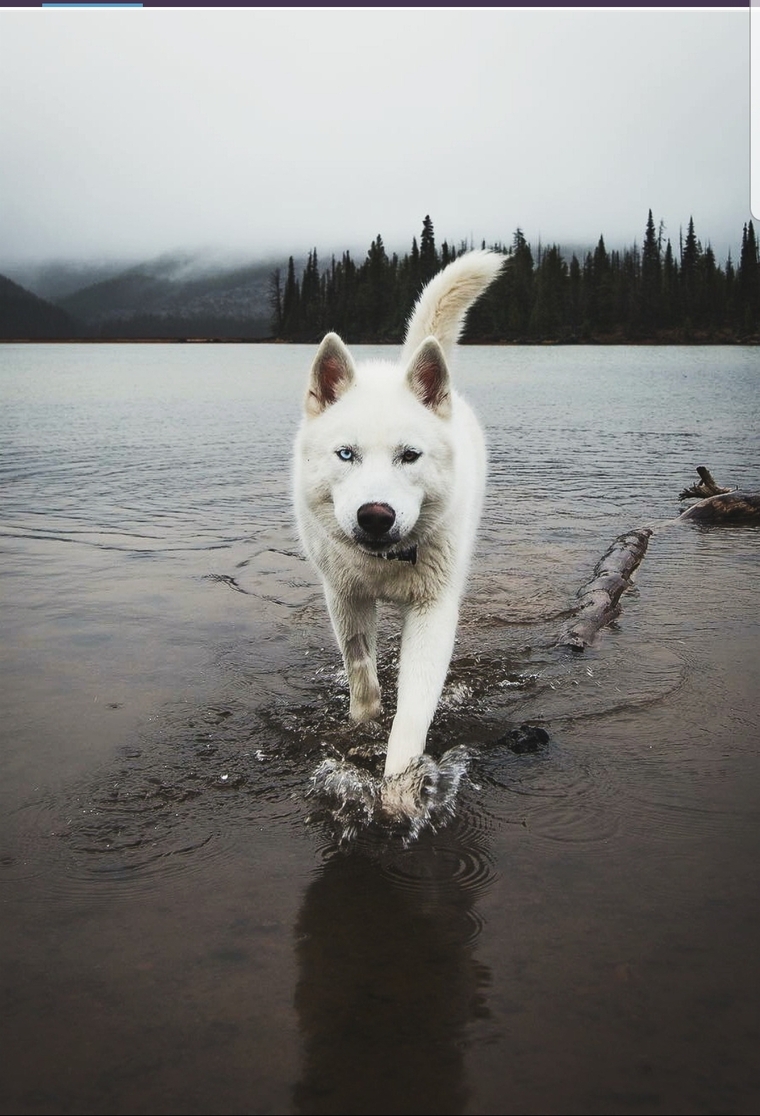 Nick cover image