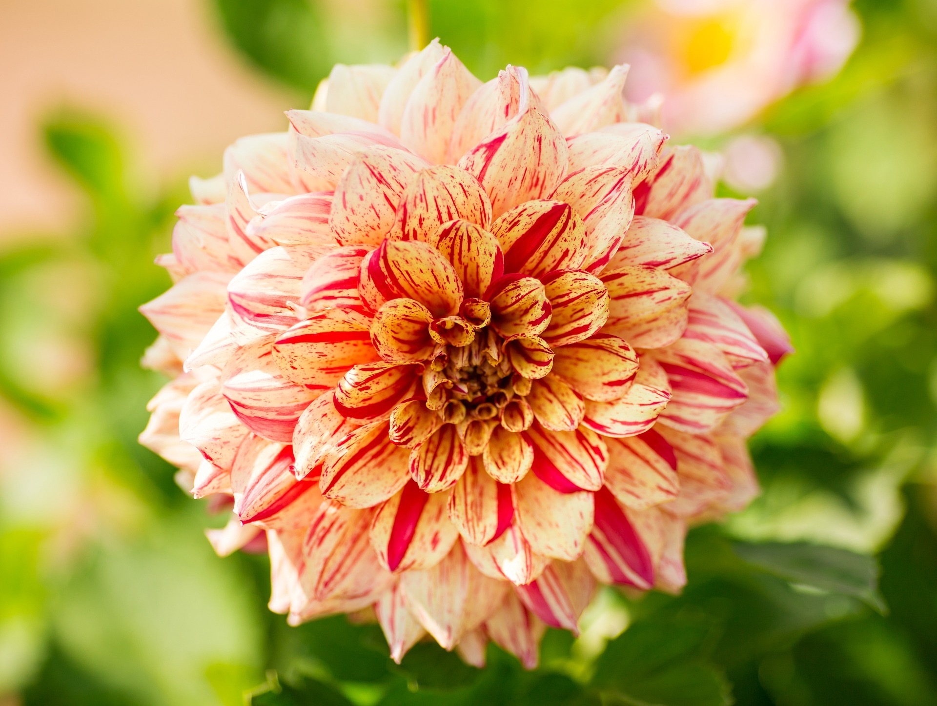 Dahlia Blossom banner image