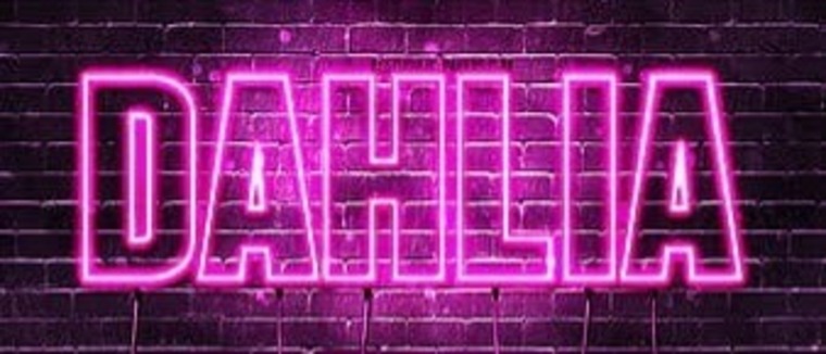 Dahlia banner image