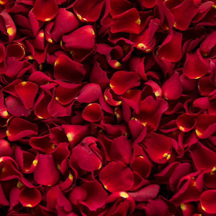 Dahlia Rose cover image