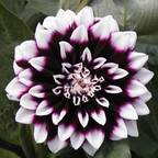 Dahlia avatar