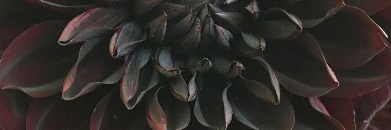 PrincessDahlia banner image