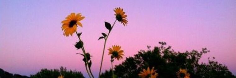 Daiana ❤️ banner image
