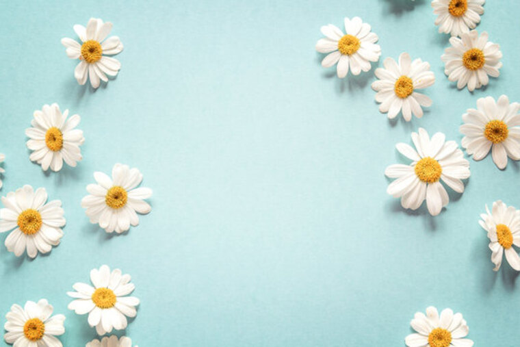 Daisy cover image