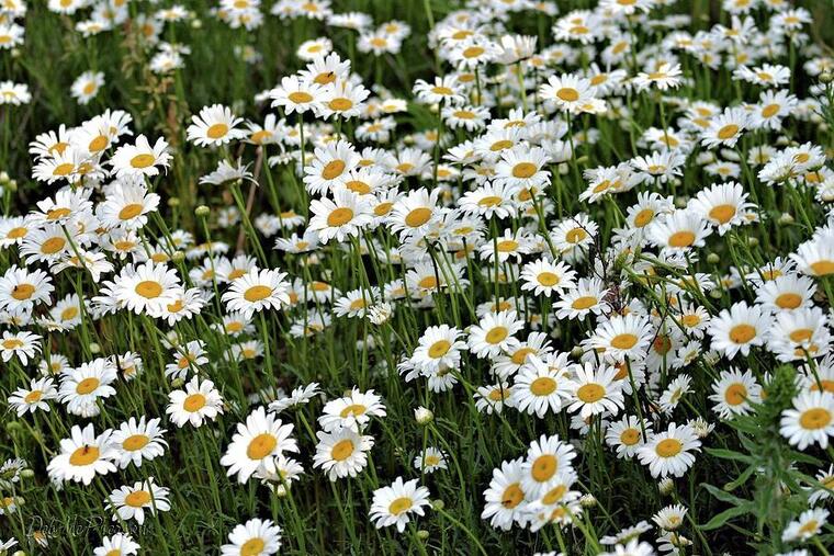 Daisy🌼 cover image