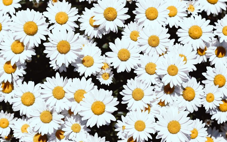 Daisy cover image