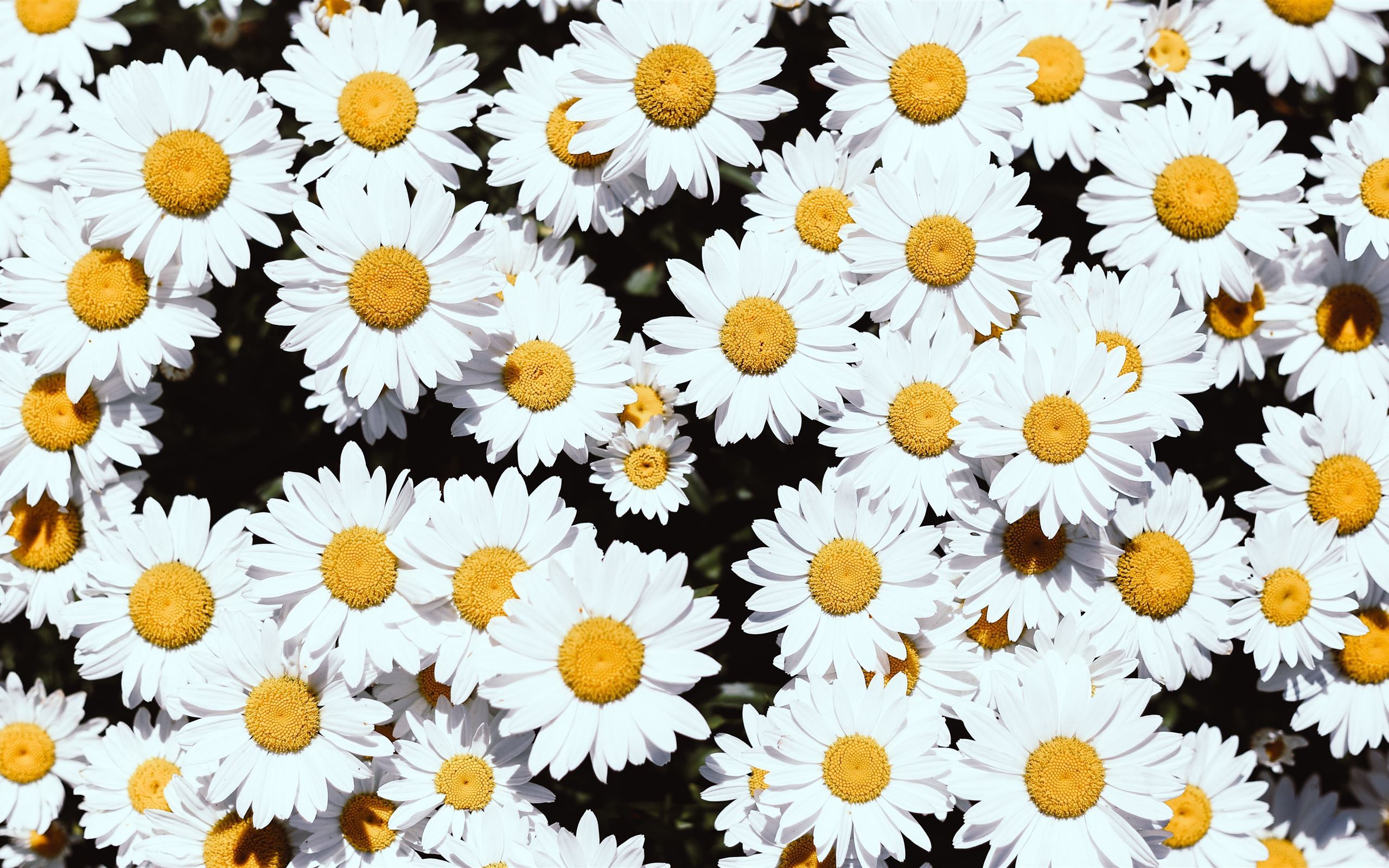 Daisy banner image
