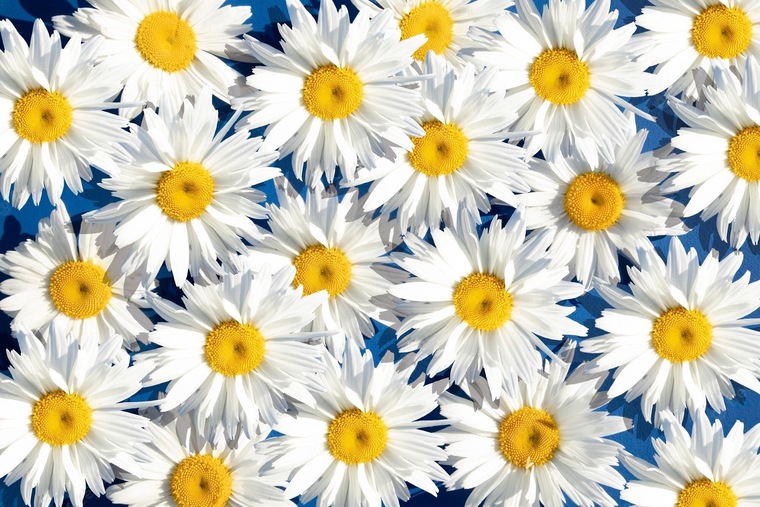Daisy cover image