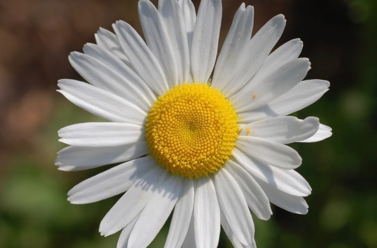 Daisy cover image