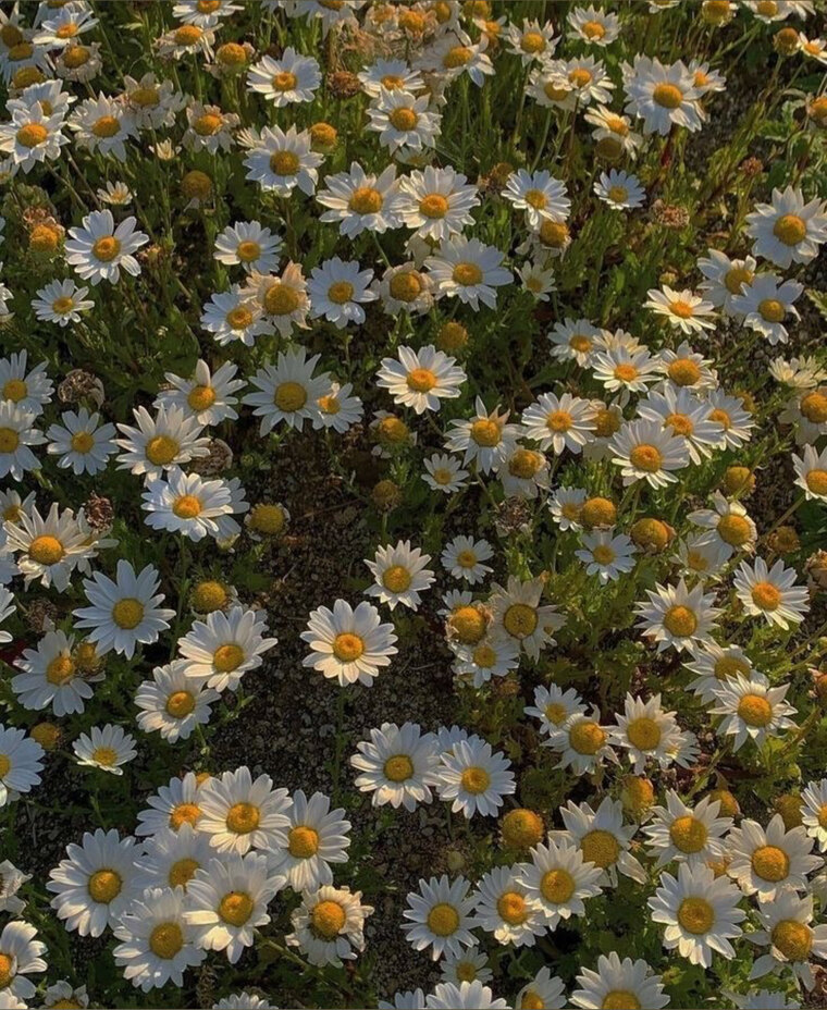 daisy june 🌼 cover image