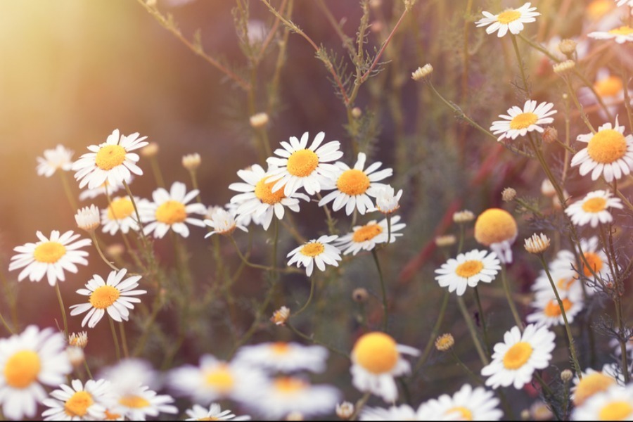 Daisy Mae banner image