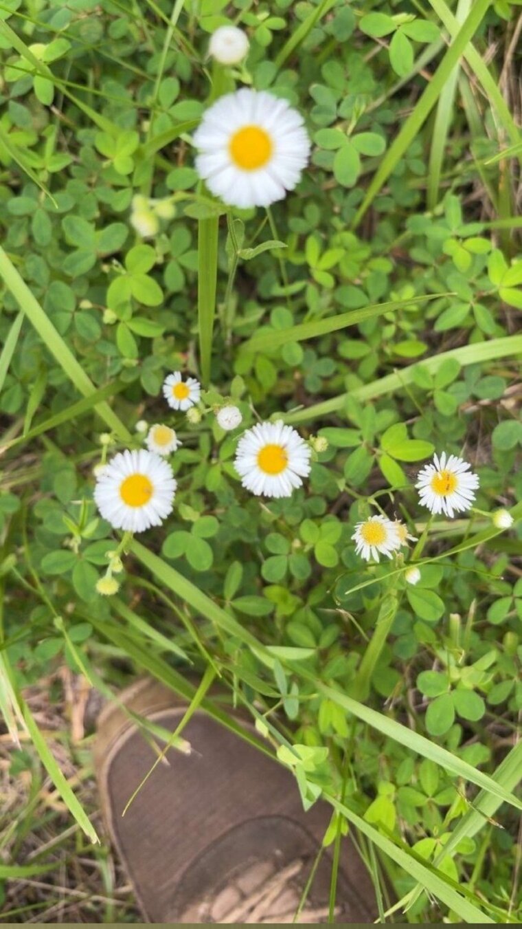 Daisy White banner image