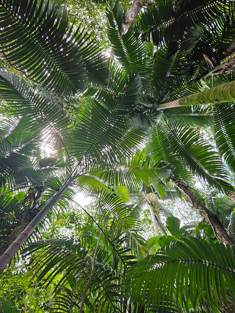 JungleOtter banner image
