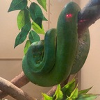 Dali avatar
