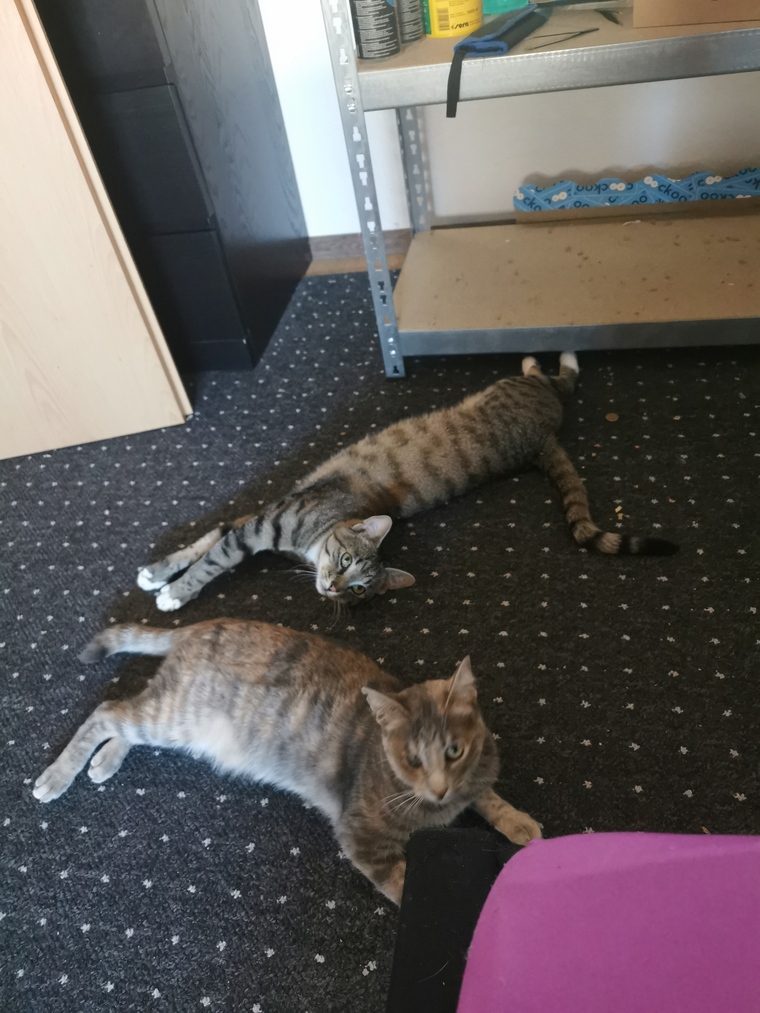 Damn some Cats cover image