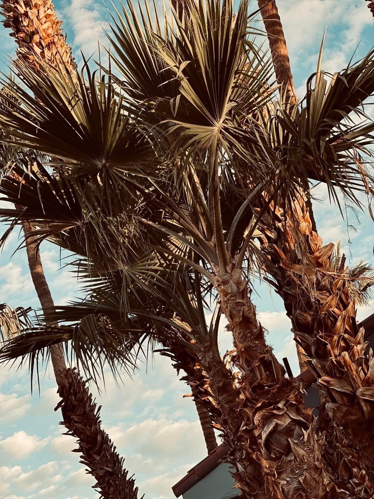 Delaney banner image
