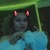 babygirl avatar