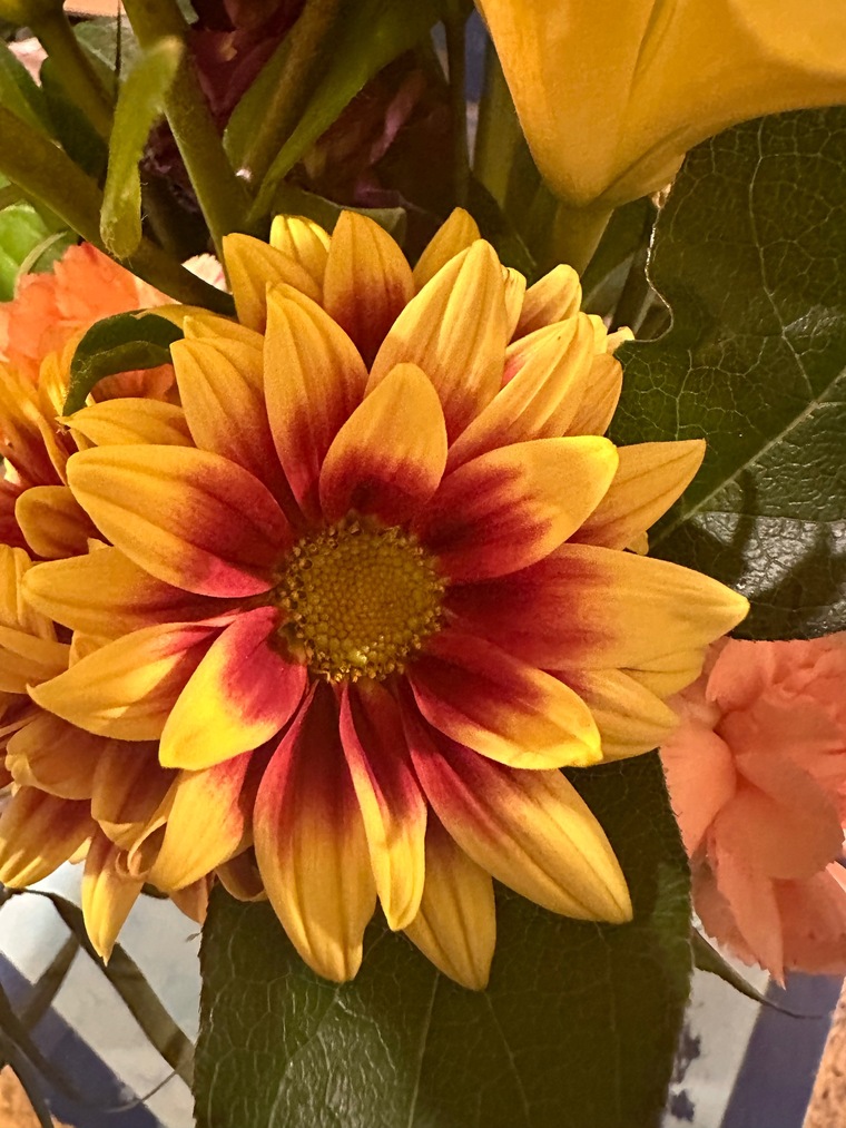 Danielle cover image