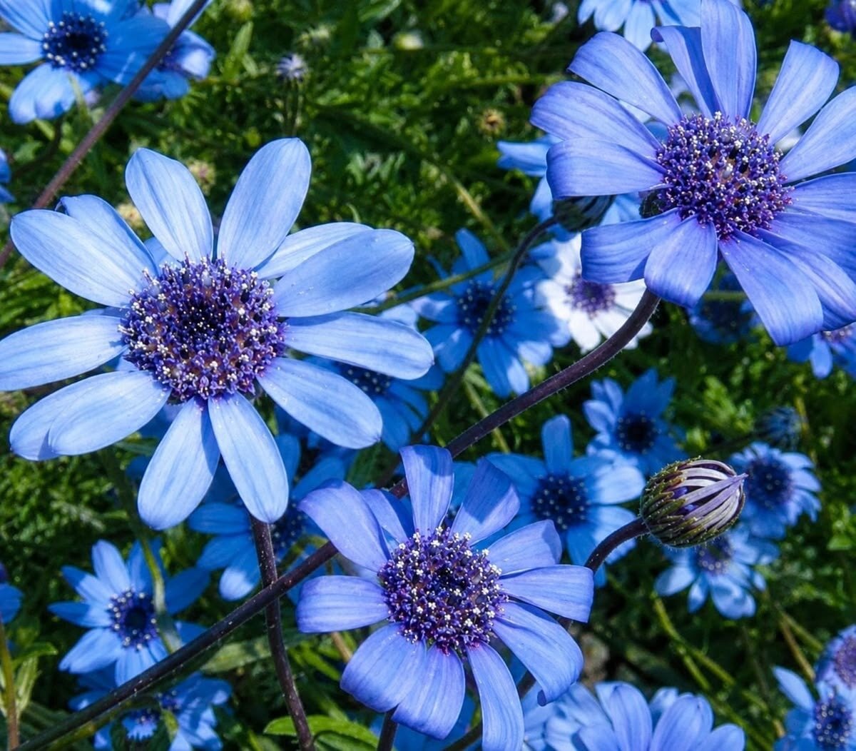 Daisy๐ธ banner image