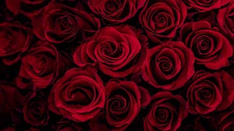 Crissi cover image