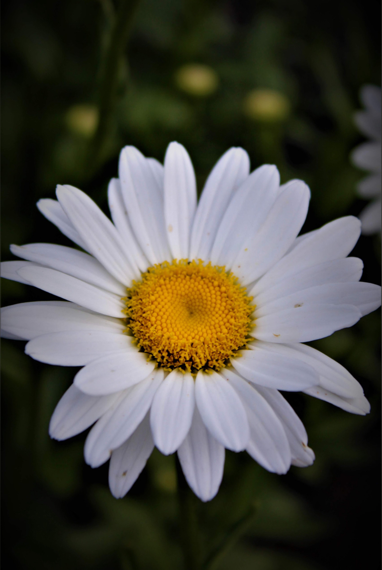 Daisy banner image