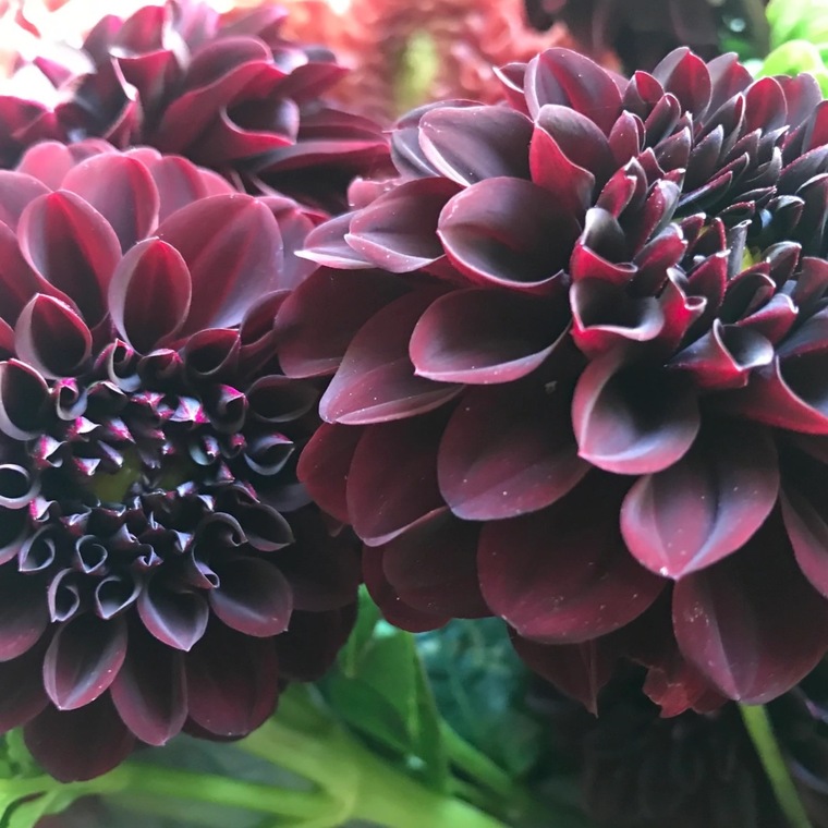 Dahlia Darling cover image