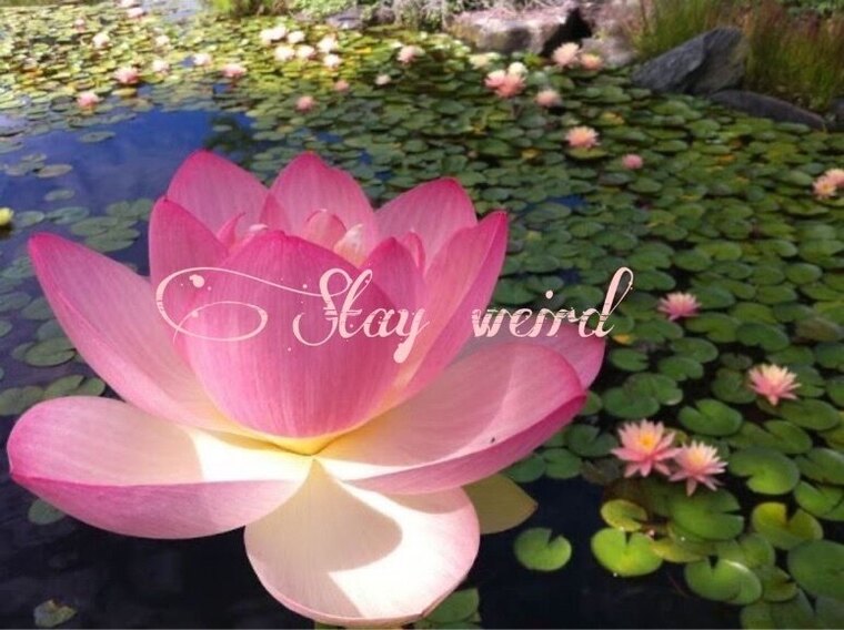 𝙆𝙞 ✿ cover image