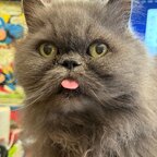 Ten le chat de Davy Mourier avatar