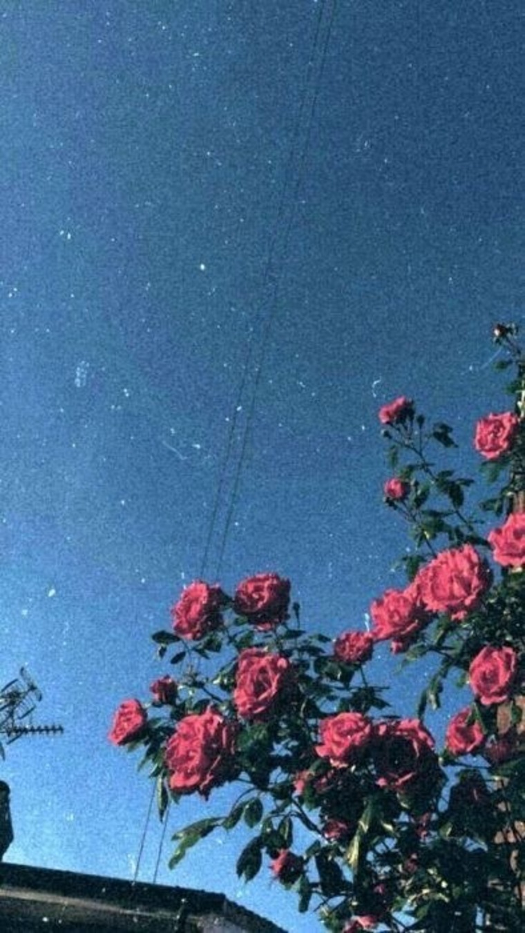 Dee & Pooh ๐๐ฆ banner image