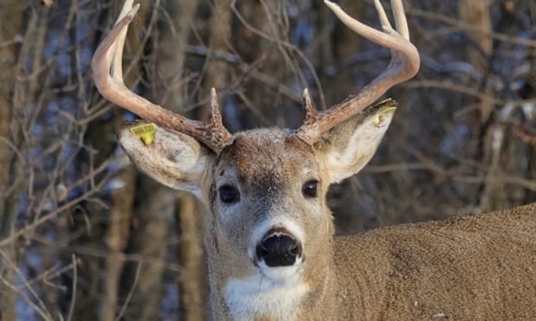 DeerStuff cover image