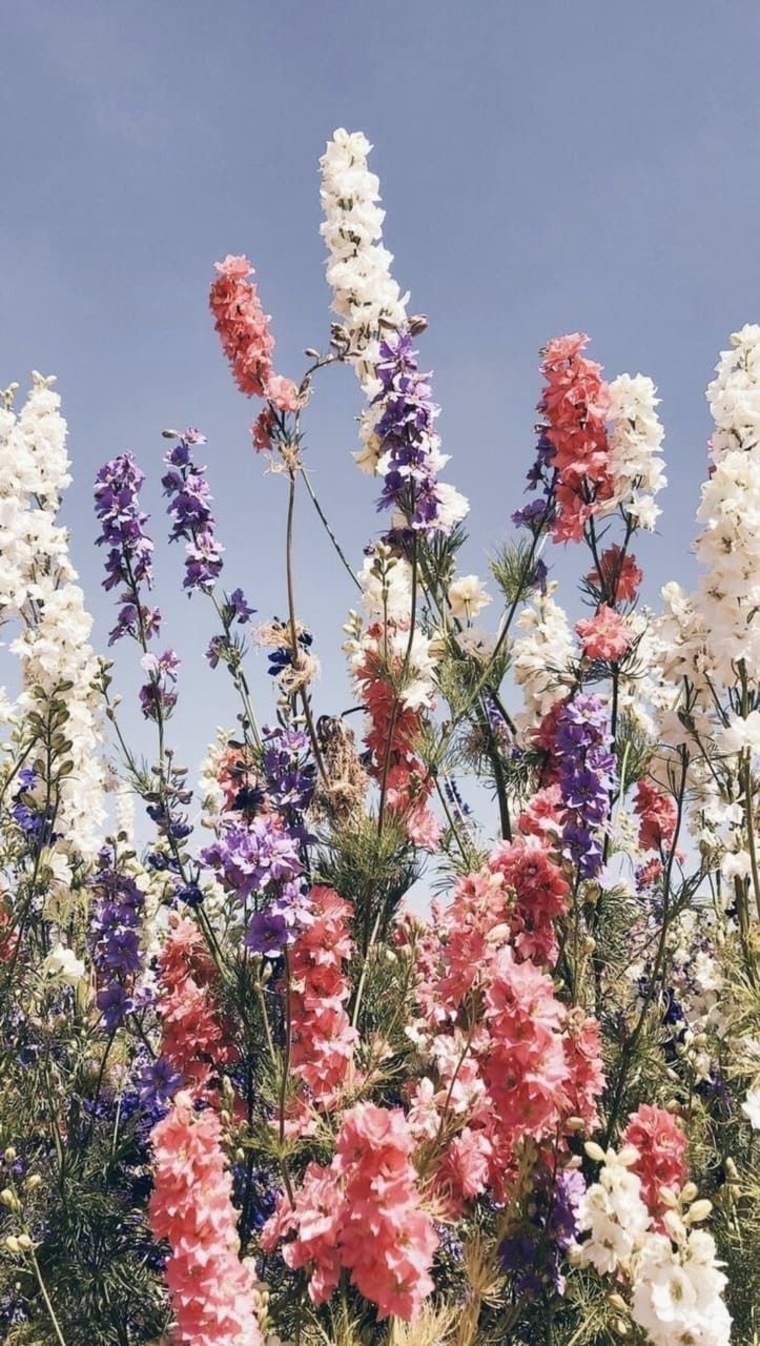 Delphinium banner image