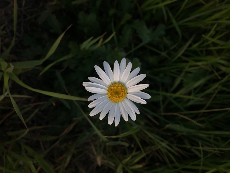 Willow 🌞 cover image