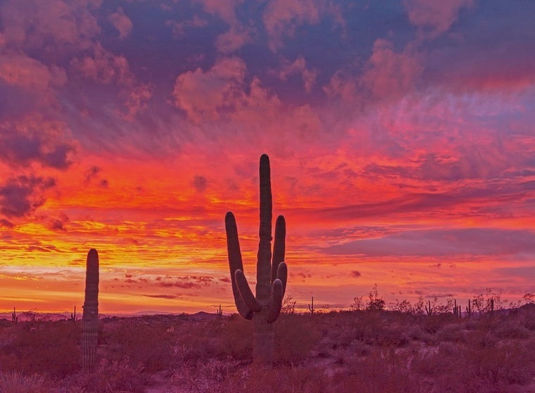 Desert Desires cover image