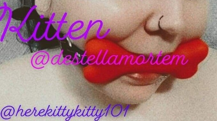 Kitten cover image