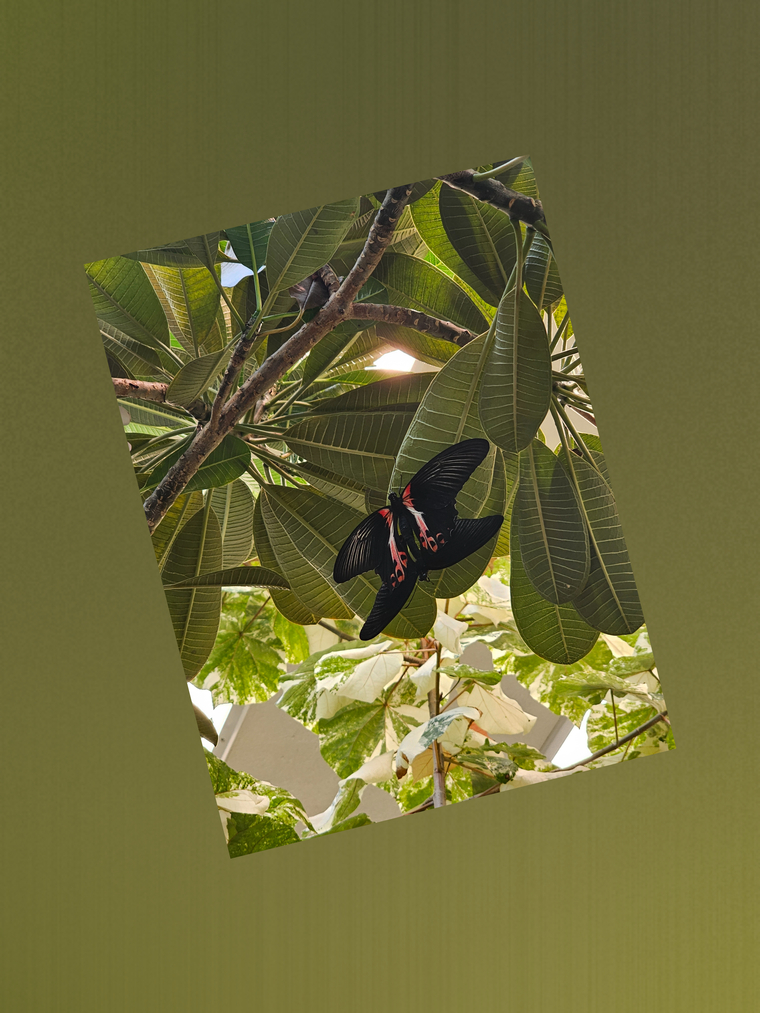 Destiny banner image