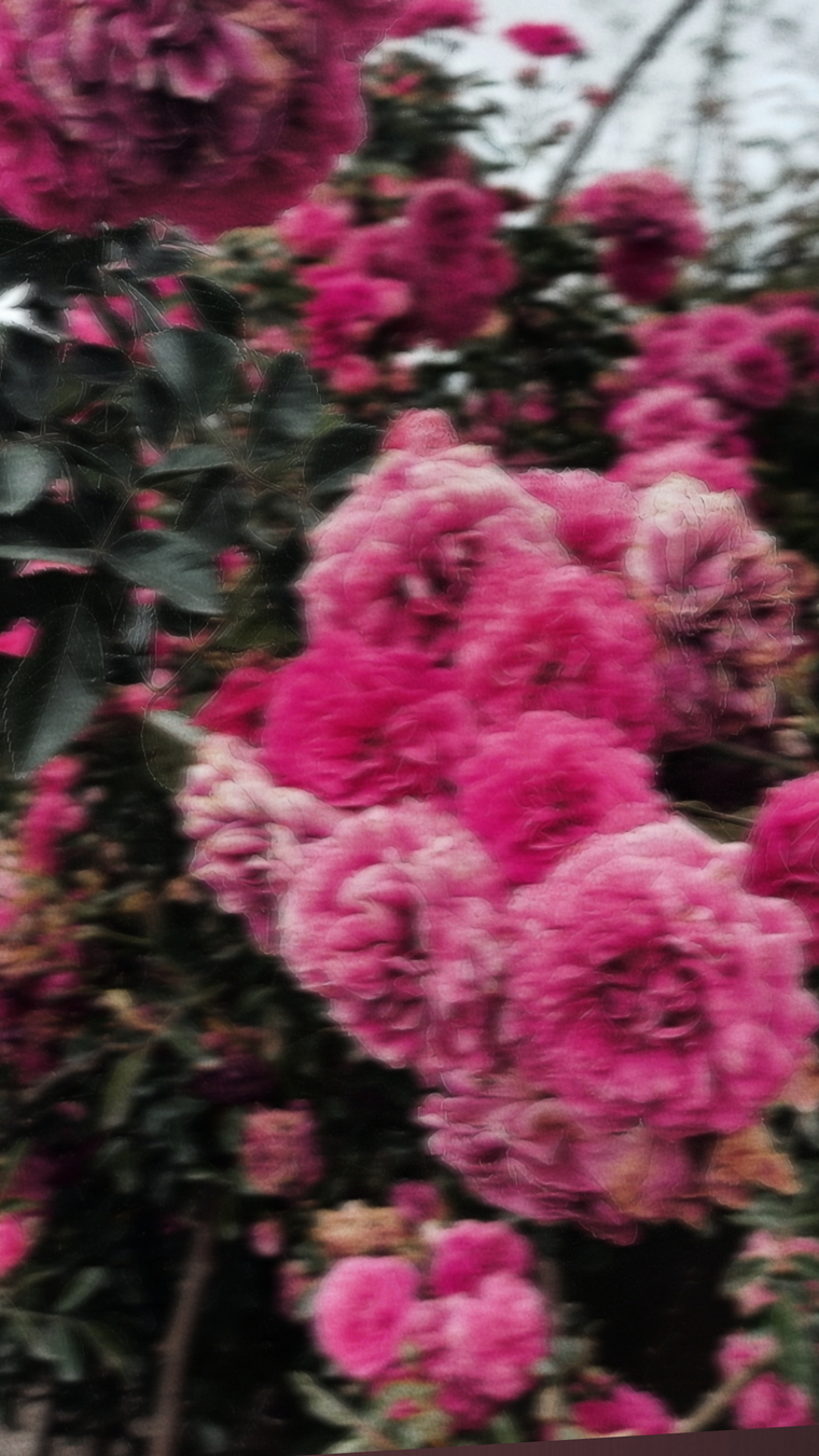 🎀 Cacheada banner image