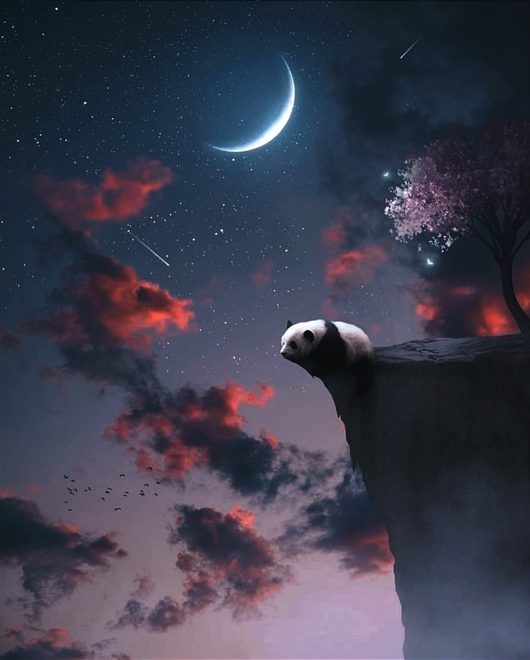 RedPanda cover image