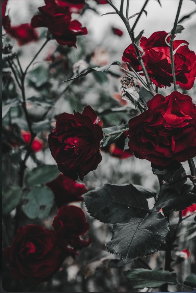Diamond Roses cover image