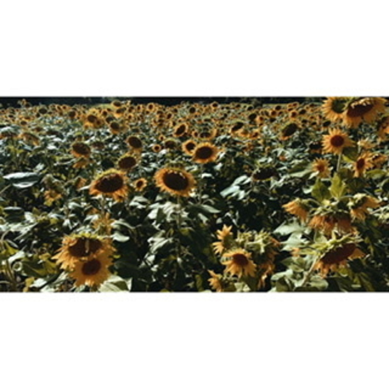 D cover image