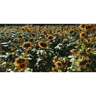 D banner image