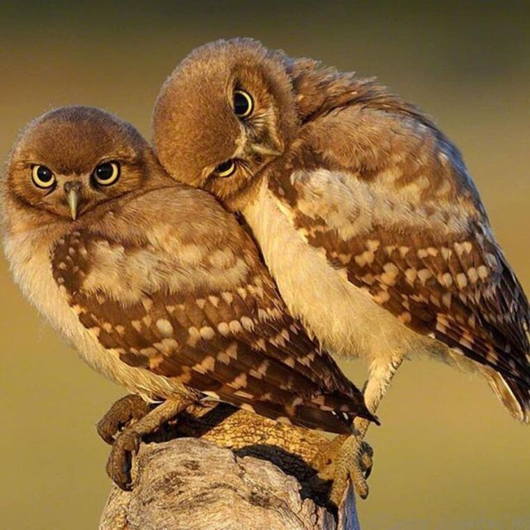 🦉Dirty Owl🦉 banner image