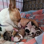 Cheerio &amp; Puppas avatar