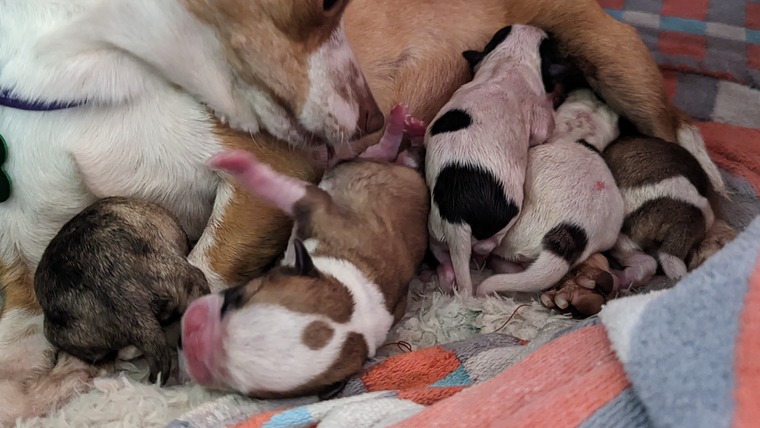 Cheerio & Puppas banner image